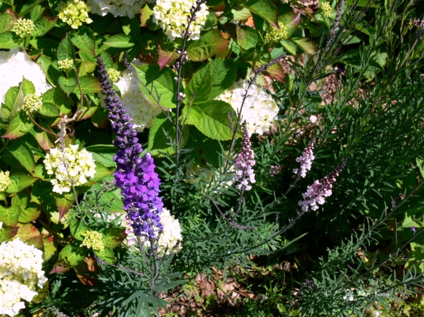 Bois des Moutiers (106) Juin 2012